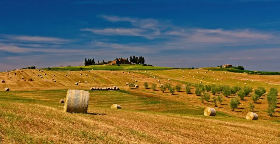 Vista panoramica di Bibbona con il suo centro storico e la natura circostante.